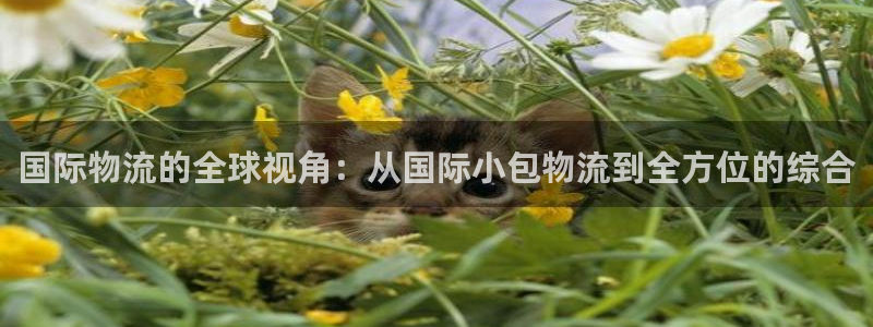 多多28网站平台：国际物流的全球视角