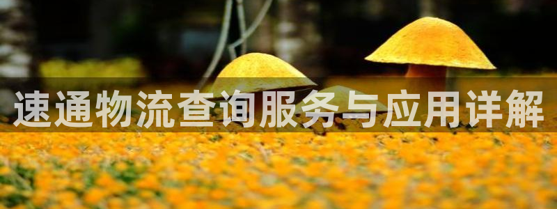 多多28加拿大是什么:速通物流查询服